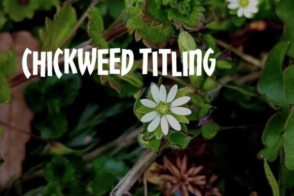 Chickweed Titling: A Playful Font for Standout Headlines